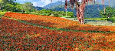 San-Tseng-Chi Şehir Parkı açık güneşli bir günde, Tayvan 'ın Taipei şehrinde, Beitou İlçesi' nde, çiçek festivali sırasında, mavi gökyüzünün altında, tepede renkli çiçek tarlalarıyla