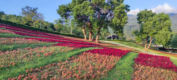 San Tseng Chi Urban Park Bright Sunny Day Colorful Flower — Stock Photo, Image