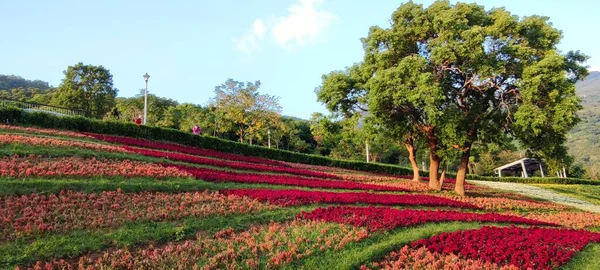 台北市北投区 台北市 で開催される花まつりでは 青空の下 丘の中腹に色とりどりの花畑が広がり 晴れた日には三ツェンチー都市公園があります — ストック写真