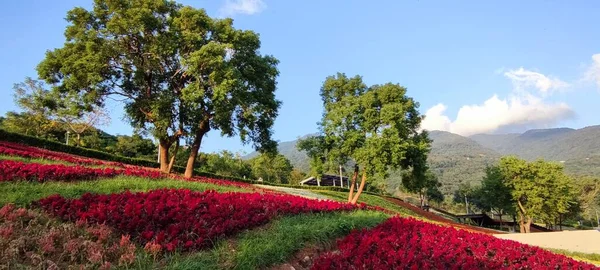 San Tseng Chi Urban Park Bright Sunny Day Colorful Flower — Stock Photo, Image