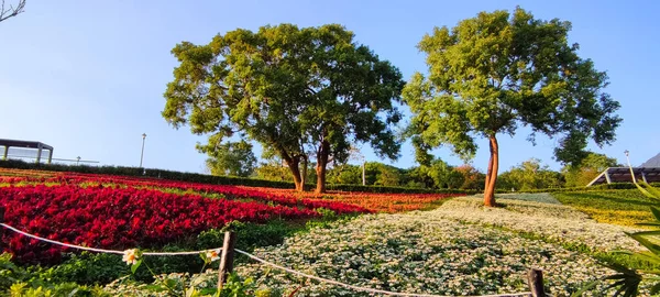 San Tseng Chi Urban Park Bright Sunny Day Colorful Flower — Stock Photo, Image