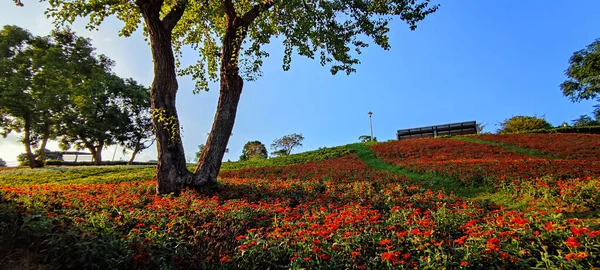 San Tseng Chi Urban Park Μια Φωτεινή Ηλιόλουστη Μέρα Πολύχρωμα — Φωτογραφία Αρχείου