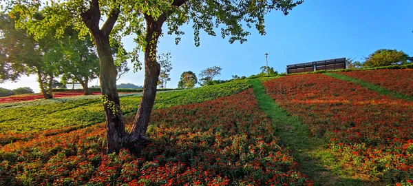 San Tseng Chi Urban Park Jasného Slunečného Dne Barevnými Květinovými — Stock fotografie