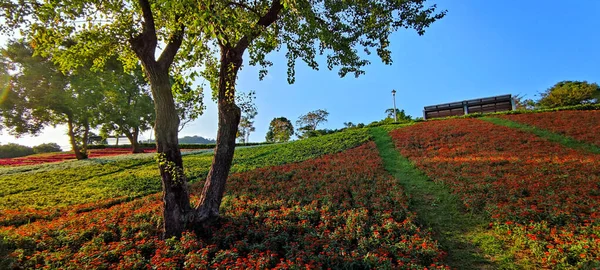 Parque Urbano San Tseng Chi Dia Ensolarado Brilhante Com Campos — Fotografia de Stock