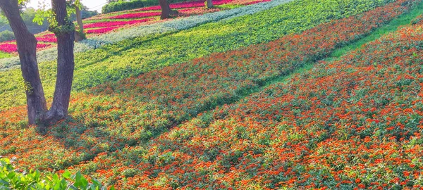 San Tseng Chi Urban Park Bright Sunny Day Colorful Flower — Stock Photo, Image