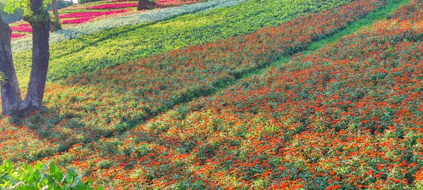 台北市北投区 台北市 で開催される花まつりでは 青空の下 丘の中腹に色とりどりの花畑が広がり 晴れた日には三ツェンチー都市公園があります — ストック写真