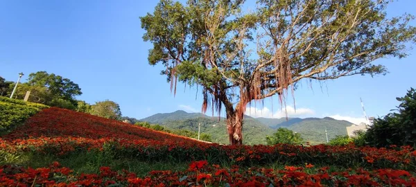 San Tseng Chi Urban Park Μια Φωτεινή Ηλιόλουστη Μέρα Πολύχρωμα — Φωτογραφία Αρχείου