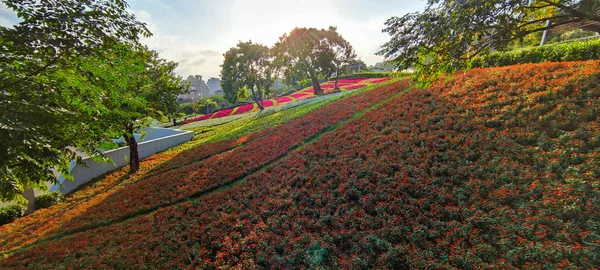 Городской Парк Сан Цзэн Яркий Солнечный День Красочными Цветочными Полями — стоковое фото