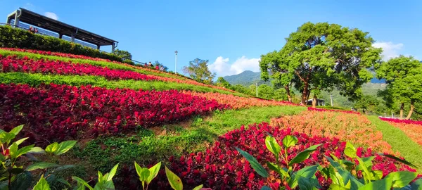 San Tseng Chi Urban Park Bright Sunny Day Colorful Flower — Stock Photo, Image