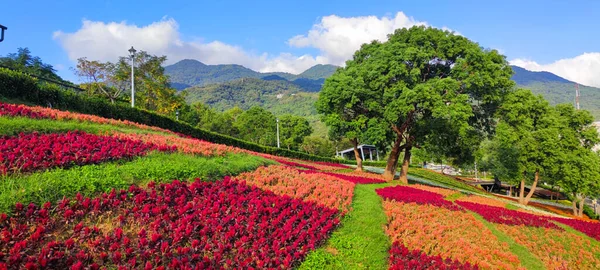 San Tseng Chi Urban Park Bright Sunny Day Colorful Flower — Stock Photo, Image