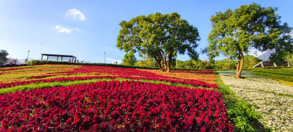 Parco Urbano San Tseng Chi Una Giornata Sole Luminoso Con — Foto Stock