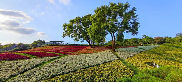 San Tseng Chi Urban Park Bright Sunny Day Colorful Flower — Stock Photo, Image