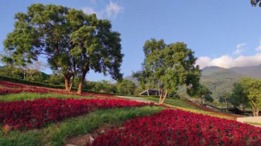 San-Tseng-Chi Şehir Parkı açık güneşli bir günde, Tayvan 'ın Taipei şehrinde, Beitou İlçesi' nde, çiçek festivali sırasında, mavi gökyüzünün altında, tepede renkli çiçek tarlalarıyla
