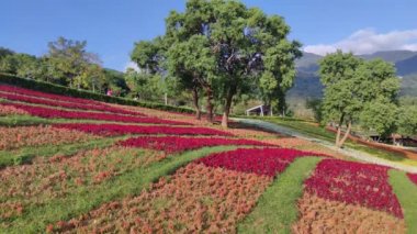 San-Tseng-Chi Şehir Parkı açık güneşli bir günde, Tayvan 'ın Taipei şehrinde, Beitou İlçesi' nde, çiçek festivali sırasında, mavi gökyüzünün altında, tepede renkli çiçek tarlalarıyla