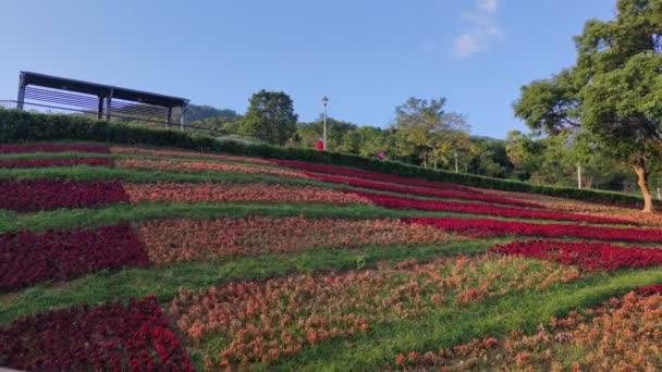 Den San Tseng Chi Urban Park Ljus Solig Dag Med — Stockvideo