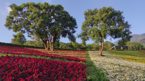 台湾台北市北头区三曾治城市公园在一个阳光灿烂的日子里 在蓝色晴朗的天空下 在山坡上开着五彩缤纷的花田 — 图库视频影像