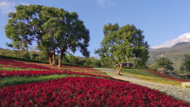 Park Miejski San Tseng Chi Jasny Słoneczny Dzień Kolorowymi Polami — Wideo stockowe
