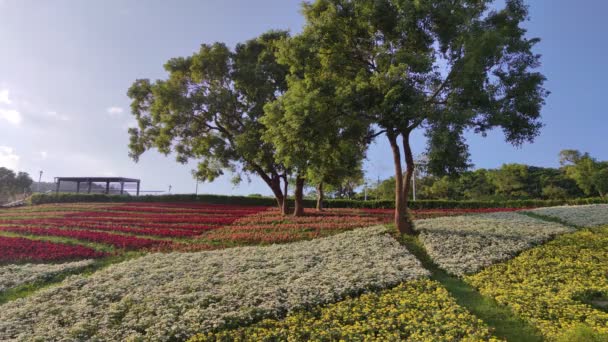 San Tseng Chi Şehir Parkı Açık Güneşli Bir Günde Tayvan — Stok video