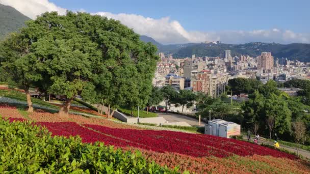 台北市北投区 台北市 で開催される花まつりでは 青空の下 丘の中腹に色とりどりの花畑が広がり 晴れた日には三ツェンチー都市公園があります — ストック動画