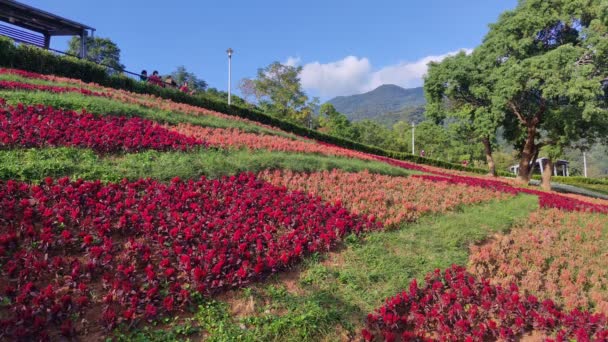 Park Miejski San Tseng Chi Jasny Słoneczny Dzień Kolorowymi Polami — Wideo stockowe