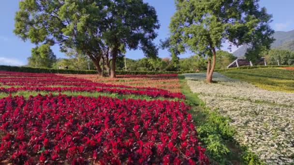 Parque Urbano San Tseng Chi Día Soleado Brillante Con Coloridos — Vídeo de stock