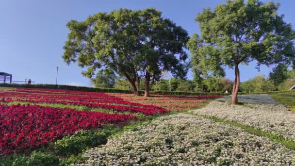 San Tseng Chi Városi Park Egy Fényes Napsütéses Napon Színes — Stock videók