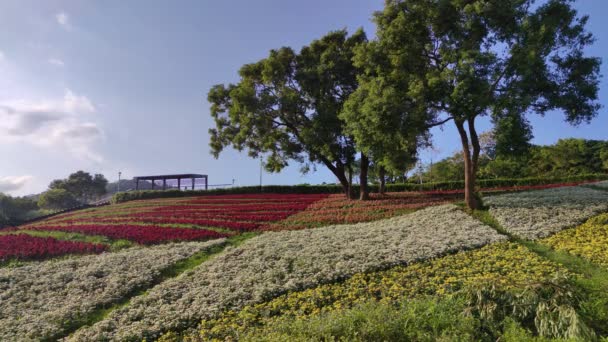台北市北投区 台北市 で開催される花まつりでは 青空の下 丘の中腹に色とりどりの花畑が広がり 晴れた日には三ツェンチー都市公園があります — ストック動画