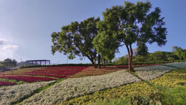 San Tseng Chi Şehir Parkı Açık Güneşli Bir Günde Tayvan — Stok video