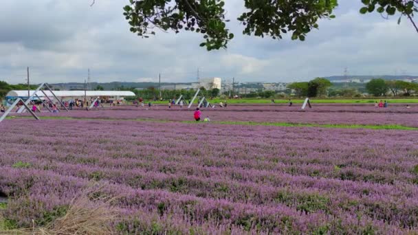Yangmei District Taoyuan City Nov 2021 Romantic Purple Immortal Grass — Stock Video