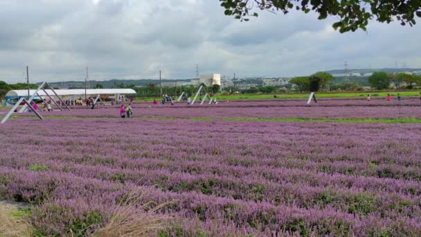 Yangmei District Taoyuan City Νοέμβριος 2021 Romantic Purple Immortal Grass — Αρχείο Βίντεο