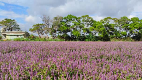 Yangmei District Taoyuan City Nov 2021 Romantic Purple Immortal Grass — Vídeo de Stock