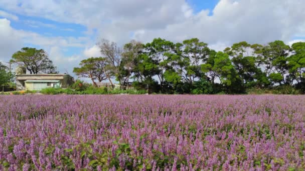 Yangmei District Taoyuan City Nov 2021 Romantic Purple Immortal Grass — Vídeo de Stock