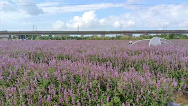 Bezirk Yangmei Stadt Taoyuan November 2021 Romantisches Violettes Unsterbliches Grasblumenmeer — Stockvideo