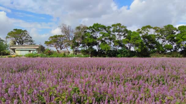Bezirk Yangmei Stadt Taoyuan November 2021 Romantisches Violettes Unsterbliches Grasblumenmeer — Stockvideo