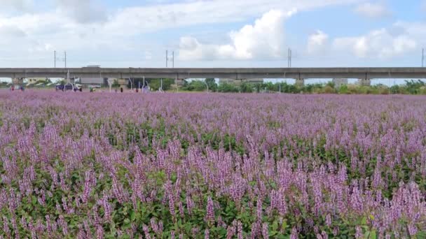 Distretto Yangmei Taoyuan Novembre 2021 Romantico Mare Fiori Erba Viola — Video Stock