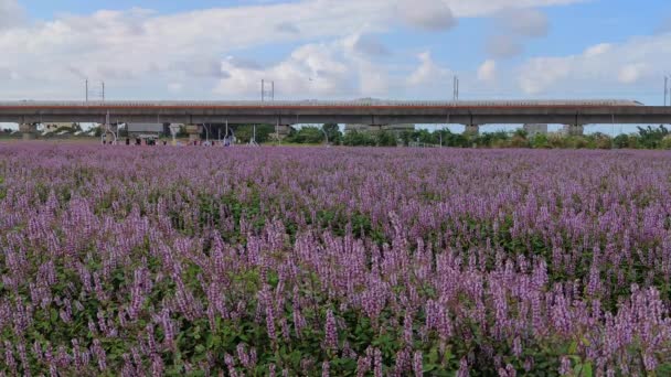 Yangmei District Taoyuan City Nov 2021 Romantic Purple Immortal Grass — Vídeo de Stock