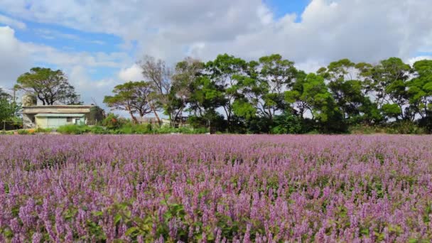 桃園市楊梅区2021年11月30日台湾桃園市楊梅区ロマンチックな紫不死草花海 — ストック動画