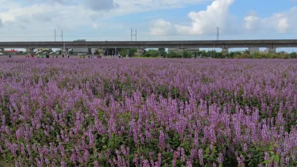 桃園市楊梅区2021年11月30日台湾桃園市楊梅区ロマンチックな紫不死草花海 — ストック動画