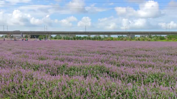 Округ Янмэй Город Таоюйдао Номер 2021 Цветочное Море Фиолетового Цвета — стоковое видео