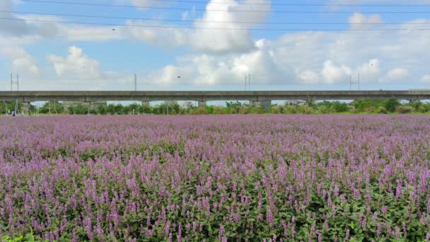 Distretto Yangmei Taoyuan Novembre 2021 Romantico Mare Fiori Erba Viola — Video Stock