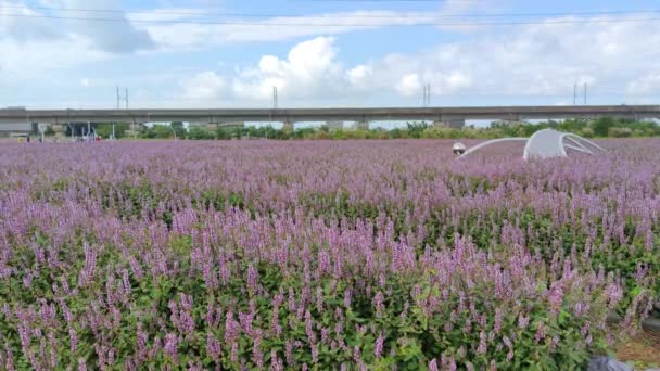 Yangmei District Taoyuan City Νοέμβριος 2021 Romantic Purple Immortal Grass — Αρχείο Βίντεο