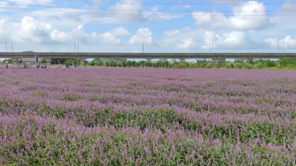 Yangmei District Taoyuan City Nov 2021 Romantiska Lila Immortal Grass — Stockvideo