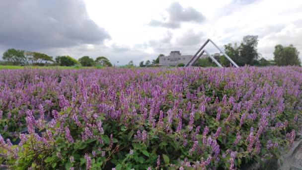 Romantico Mare Fiori Erba Immortale Viola Distretto Yangmei Città Taoyuan — Video Stock