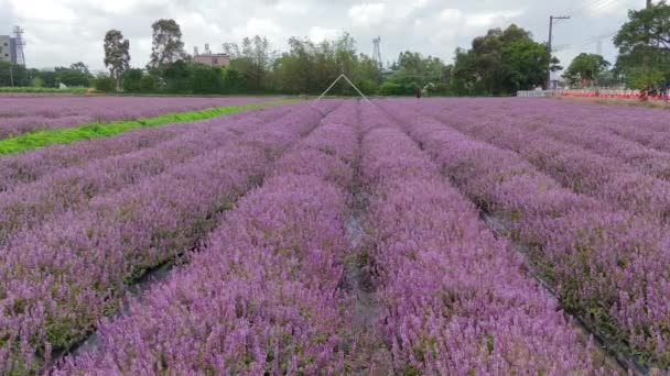 Romantic Purple Immortal Grass Flower Sea Yangmei District Taoyuan City — Stock Video