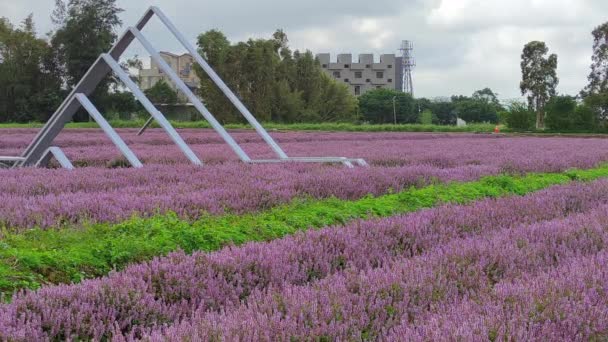 Romantic Purple Immortal Grass Flower Sea Yangmei District Taoyuan City — Αρχείο Βίντεο