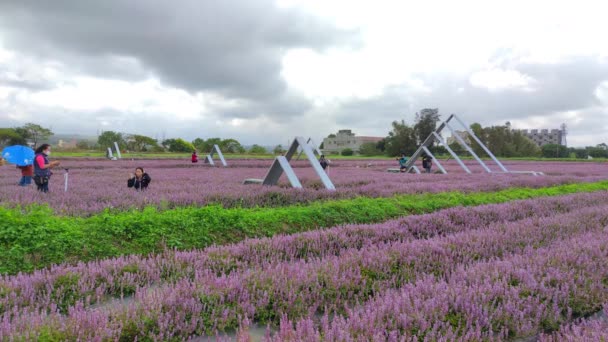 Romantic Purple Immortal Grass Flower Sea Yangmei District Taoyuan City — Stock Video