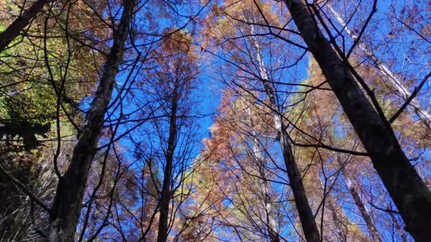 Shanlinxi Forest Ecological Resort Cuenta Con Ricas Actividades Temáticas Flores — Vídeo de stock