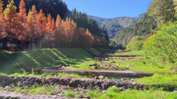 Shanlinxi Forest Ecological Resort Gazdag Tematikus Tevékenységekkel Szezonális Virágokkal Gazdag — Stock videók