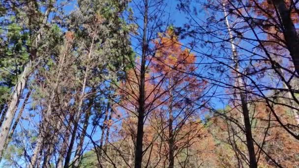 Shanlinxi Forest Ecological Resort Offre Ricche Attività Tema Fiori Stagionali — Video Stock