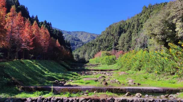 Shanlinxi Forest Ecological Resort Oferuje Bogate Działania Tematyczne Sezonowe Kwiaty — Wideo stockowe